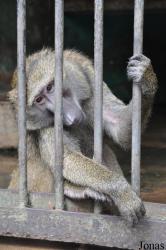 Kumasi Zoo