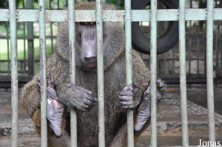 Kumasi Zoo