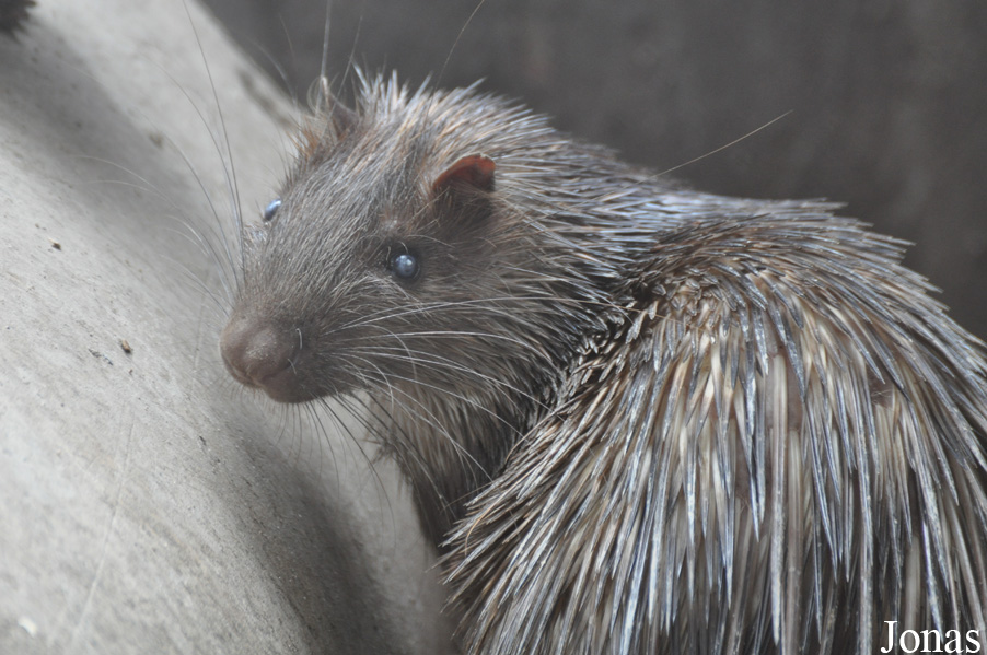 Kumasi Zoo
