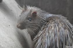 Kumasi Zoo
