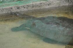 Kumasi Zoo