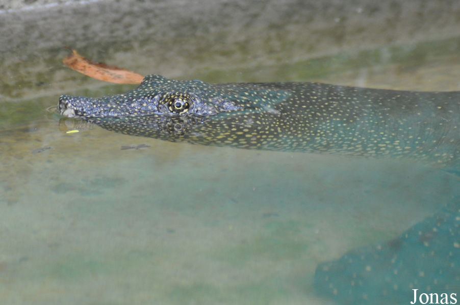 Kumasi Zoo