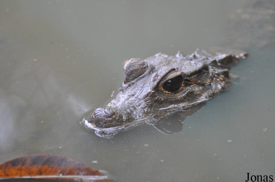 Kumasi Zoo