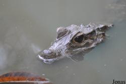 Kumasi Zoo