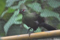 Tauraco persa 