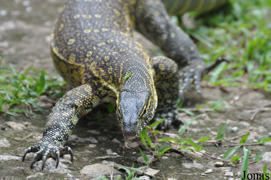 Kumasi Zoo