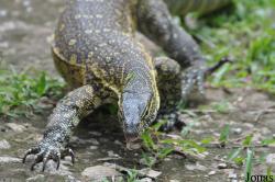 Kumasi Zoo