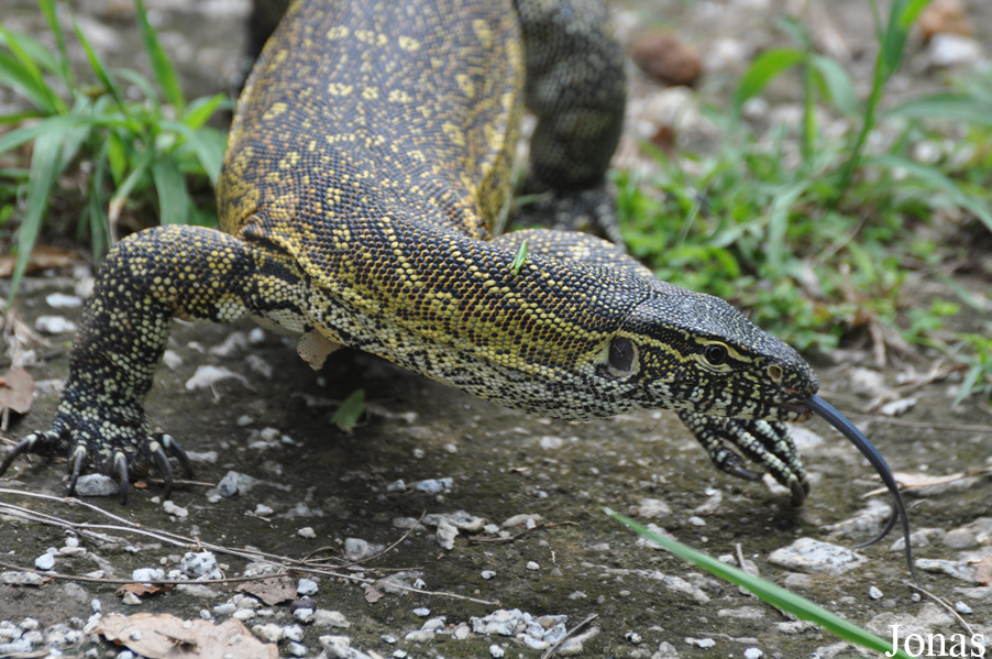 Kumasi Zoo