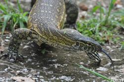 Kumasi Zoo