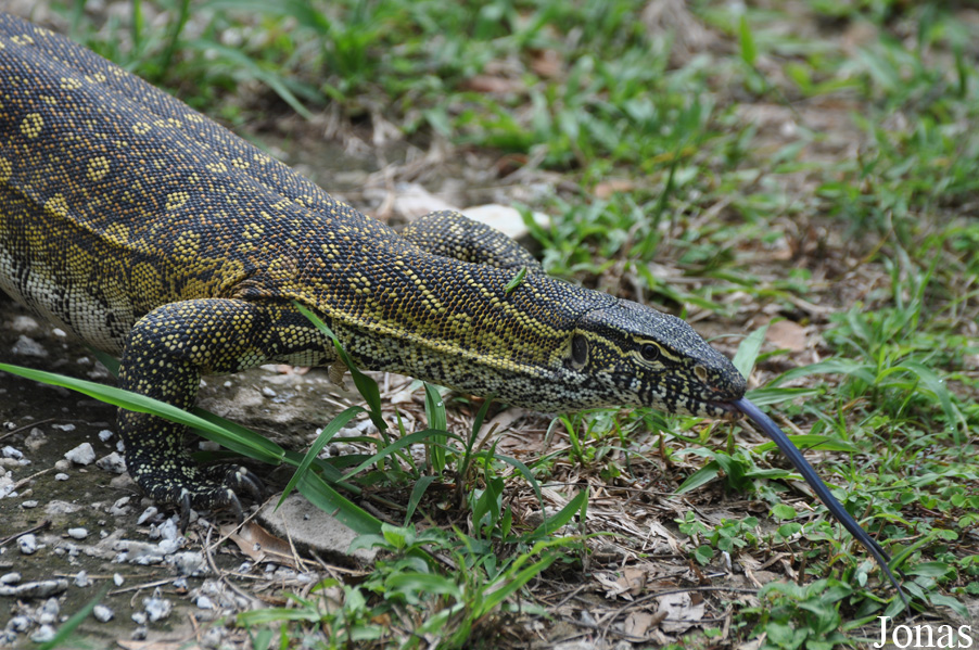 Kumasi Zoo