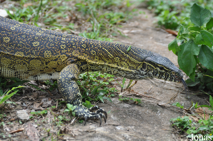 Kumasi Zoo