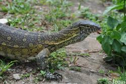Kumasi Zoo