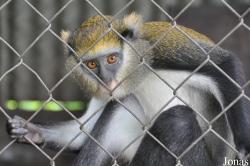 Kumasi Zoo
