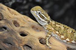 Pogona henrylawsoni