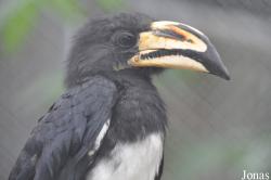Lophoceros fasciatus
