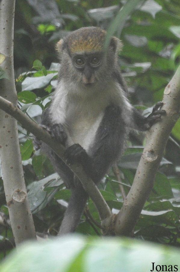 Owabi Wildlife Sanctuary