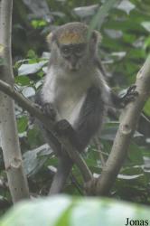 Owabi Wildlife Sanctuary