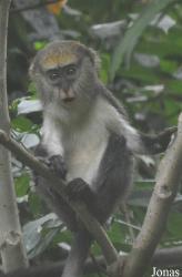 Owabi Wildlife Sanctuary