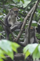 Owabi Wildlife Sanctuary