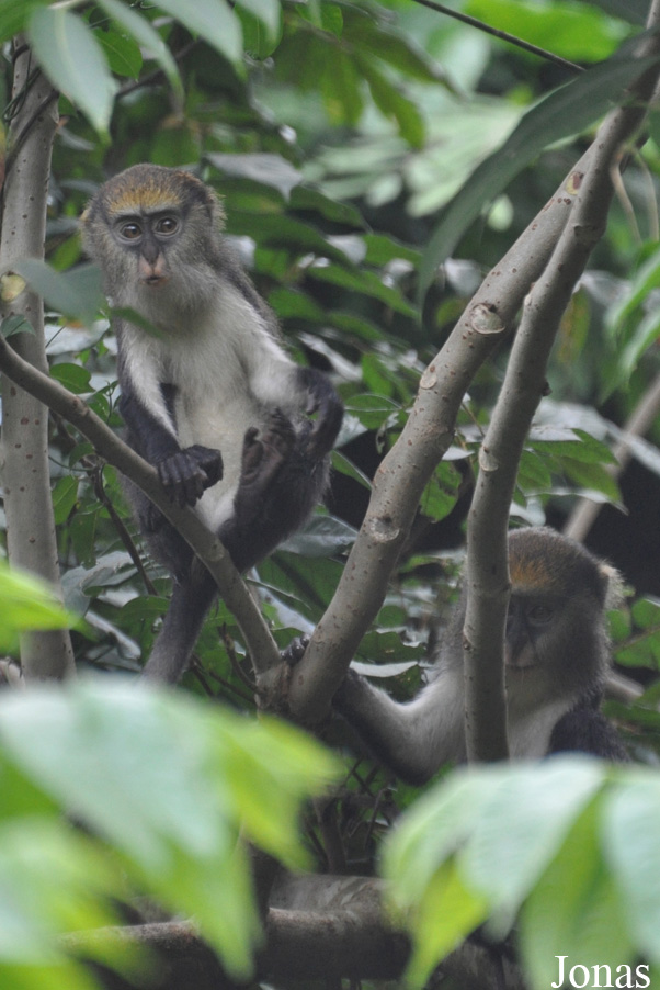 Owabi Wildlife Sanctuary