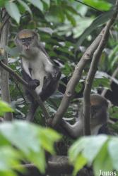 Owabi Wildlife Sanctuary