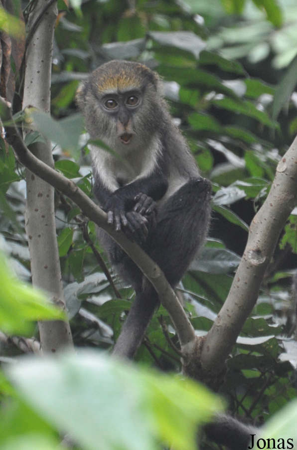 Owabi Wildlife Sanctuary