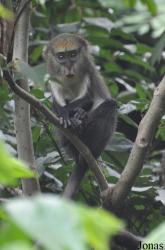 Owabi Wildlife Sanctuary