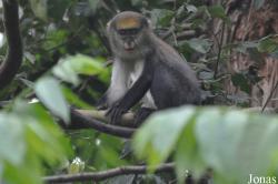 Owabi Wildlife Sanctuary