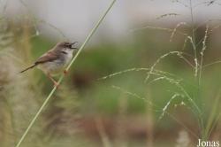 Cisticola lateralis