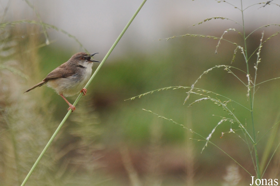 Owabi Wildlife Sanctuary