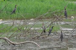 Owabi Wildlife Sanctuary
