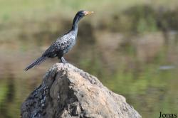 Microcarbo africanus