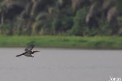Owabi Wildlife Sanctuary