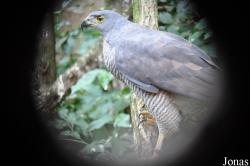Accipiter tachiro