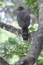 Owabi Wildlife Sanctuary