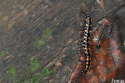 Owabi Wildlife Sanctuary