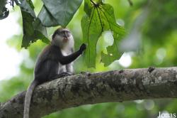 Boabeng-Fiema Monkey Sanctuary