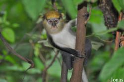 Boabeng-Fiema Monkey Sanctuary