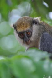 Boabeng-Fiema Monkey Sanctuary