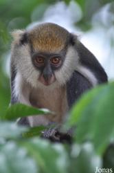 Boabeng-Fiema Monkey Sanctuary