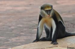 Boabeng-Fiema Monkey Sanctuary