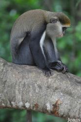 Boabeng-Fiema Monkey Sanctuary