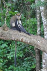 Boabeng-Fiema Monkey Sanctuary