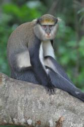 Boabeng-Fiema Monkey Sanctuary