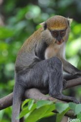 Boabeng-Fiema Monkey Sanctuary