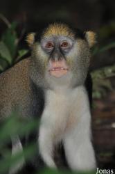 Boabeng-Fiema Monkey Sanctuary