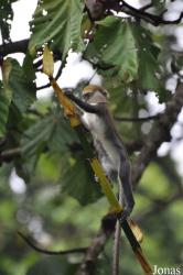 Boabeng-Fiema Monkey Sanctuary
