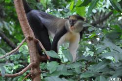Boabeng-Fiema Monkey Sanctuary