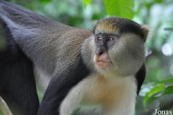Boabeng-Fiema Monkey Sanctuary