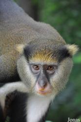 Boabeng-Fiema Monkey Sanctuary